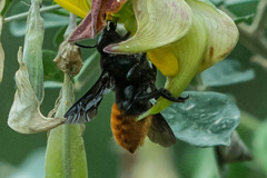 Megachilini