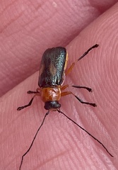 Aporocera