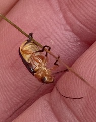 Aporocera