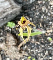 Caladenia tessellata