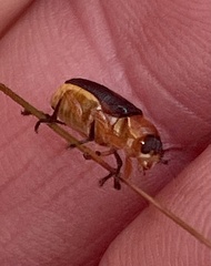 Aporocera