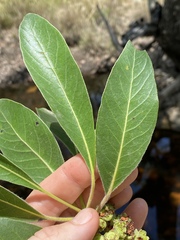 Lophostemon grandiflorus