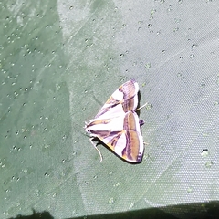 Agrioglypta itysalis