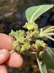 Lophostemon grandiflorus