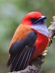 Harpactes whiteheadi