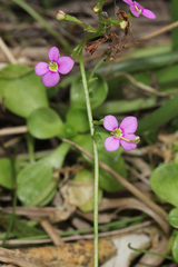 Stylidium debile
