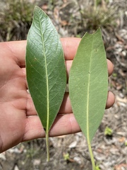 Lophostemon grandiflorus