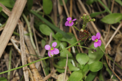 Stylidium debile