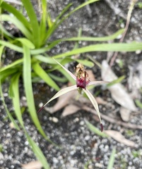 Caladenia australis