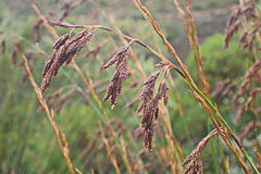Thamnochortus insignis