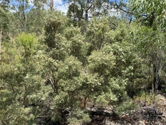 Melaleuca trichostachya
