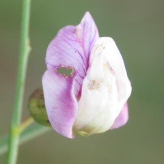 Lathyrus graminifolius