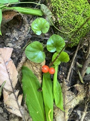 Geophila repens
