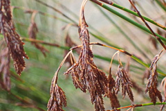 Thamnochortus insignis