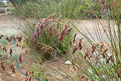 Thamnochortus insignis