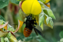 Megachilini