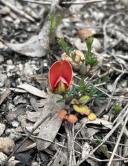 Gompholobium ecostatum