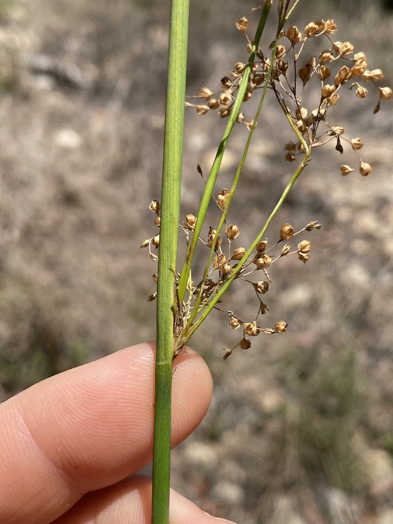 australian rush from Arriga, QLD, AU on November 03, 2022 at 01:07 PM ...