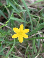Hypoxis hygrometrica