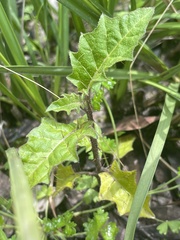 Solanum prinophyllum