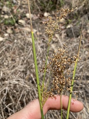 Juncus usitatus