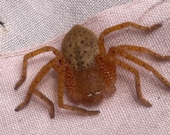 Neosparassus diana