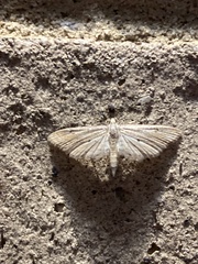 Parapoynx diminutalis