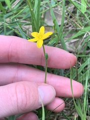 Hypoxis hygrometrica