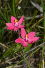 Thelymitra × macmillanii