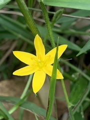 Hypoxis hygrometrica