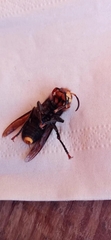 Vespa fumida