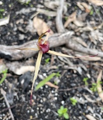 Caladenia australis