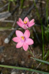 Thelymitra × macmillanii