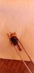 Vespa fumida