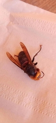 Vespa fumida