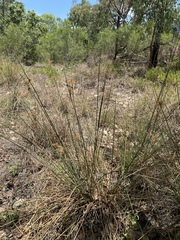 Juncus usitatus