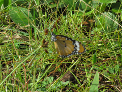 Danaus chrysippus chrysippus