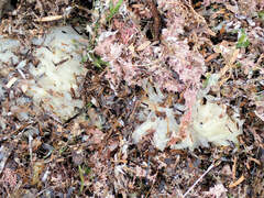 Sepioteuthis australis