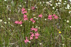 Thelymitra × macmillanii