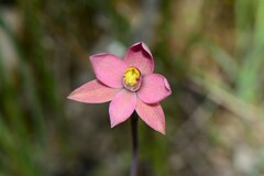 Thelymitra luteocilium