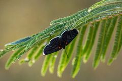 Melanis acroleuca acroleuca