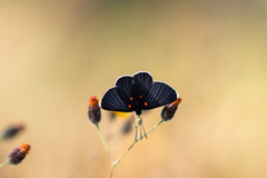 Melanis acroleuca acroleuca