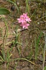 Thelymitra × macmillanii