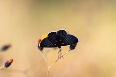 Melanis acroleuca acroleuca