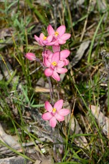 Thelymitra × macmillanii