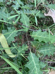 Solanum prinophyllum