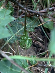 Solanum prinophyllum