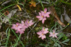 Thelymitra × macmillanii