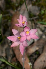 Thelymitra × macmillanii