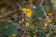 Simsia lagasceiformis